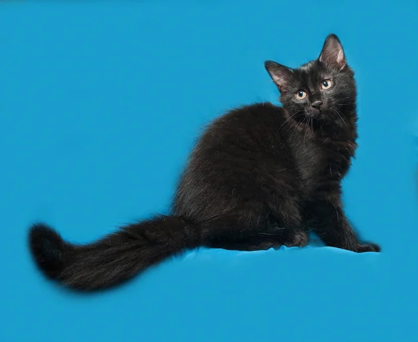 Černé kotě nadýchané sedí na modré — Stock fotografie