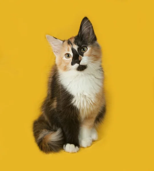 Gatito tricolor sentado en amarillo —  Fotos de Stock