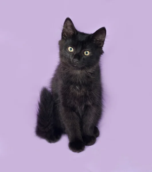 Black fluffy kitten sits on lilac — Stock Photo, Image