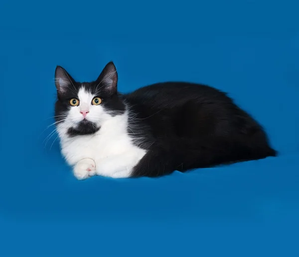 Fluffy black and white cat lies on blue — Stock Photo, Image