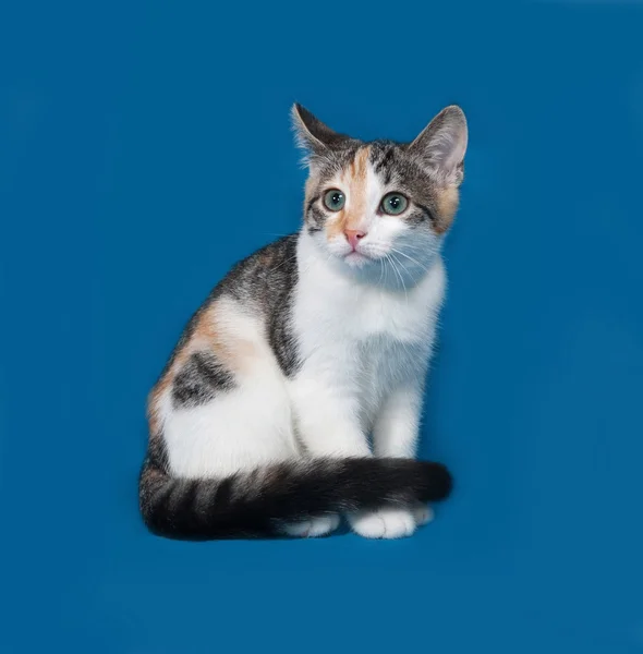 Gatito tricolor sentado en azul —  Fotos de Stock