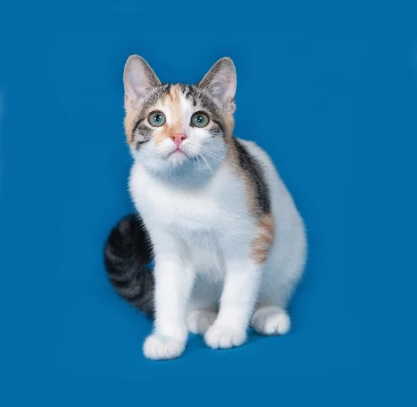 블루에 앉아 삼 색 고양이 — 스톡 사진