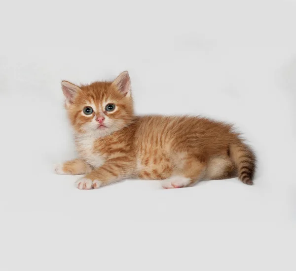 Piros bolyhos cica fekszik, szürke — Stock Fotó