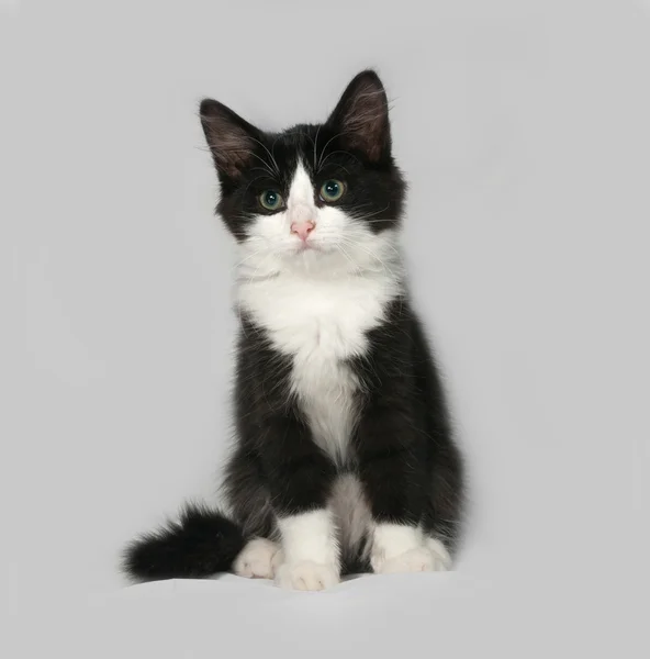 Černá a bílá nadýchané kotě sedí na šedé — Stock fotografie