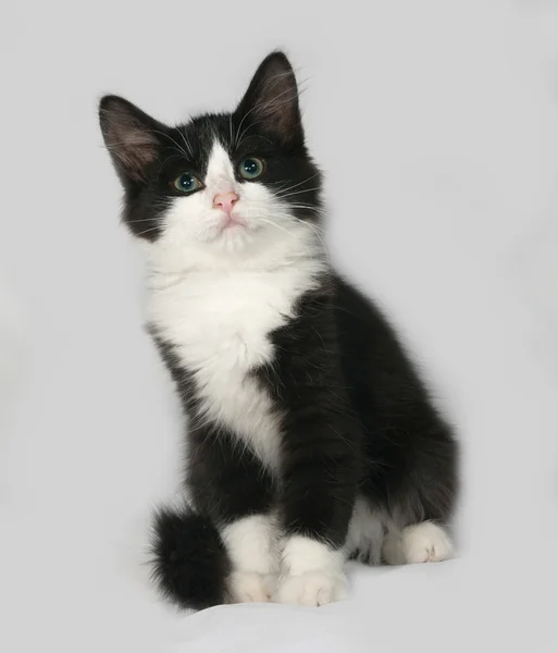 Siyah ve beyaz tüylü yavru kedi gri üzerine oturur — Stok fotoğraf
