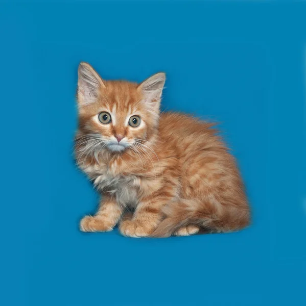 Красный пушистый котёнок сидит на синем — стоковое фото