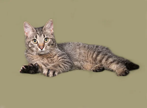 Striped kitten lies on green — Stock Photo, Image