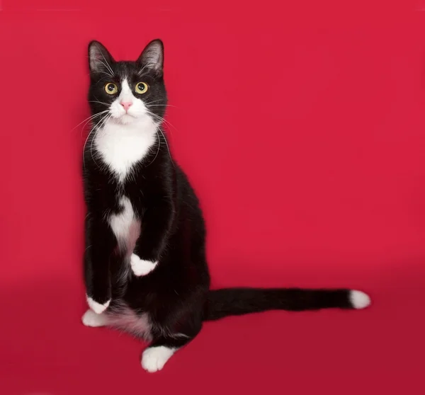 Gato blanco y negro sentado en rojo — Foto de Stock