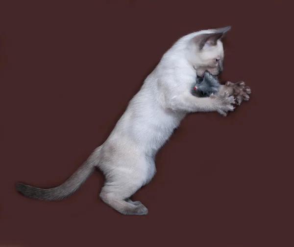 Kahverengi üzerine oynamaya Tay beyaz yavru kedi — Stok fotoğraf