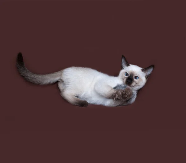 Тайский белый котёнок играет на коричневом — стоковое фото