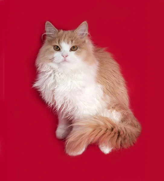 Fluffy gatinho vermelho e branco sentado no vermelho — Fotografia de Stock