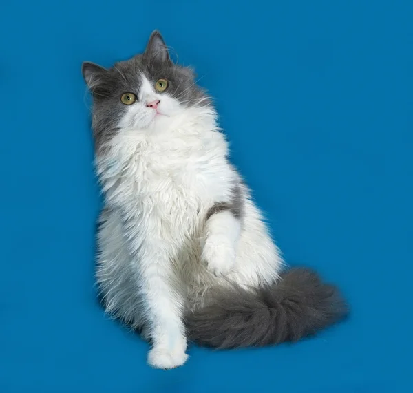 Fluffy gray and white kitten sitting on blue — Stock Photo, Image