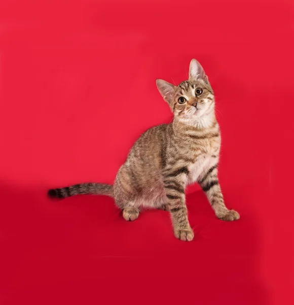 Gestreepte kitten zittend op rood — Stockfoto