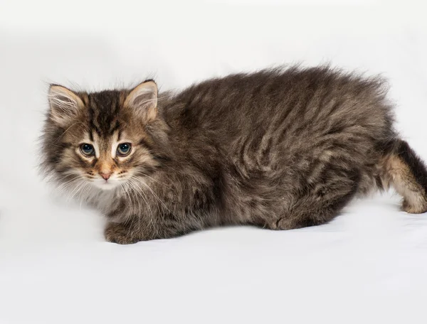 Fluffy Siberian striped kitten lies on gray — Stock Photo, Image