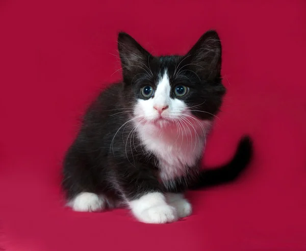 Zwart-wit kitten zittend op rood — Stockfoto