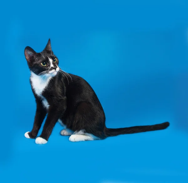 Schwarz-weiße Katze sitzt auf blau — Stockfoto