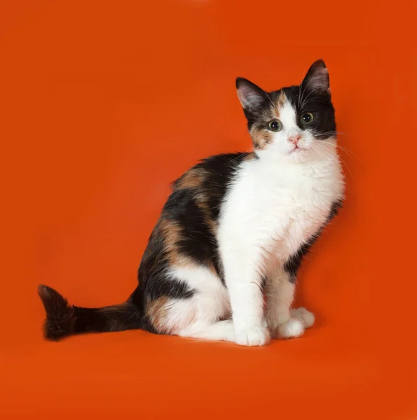 Trikolorní chlupaté kotě sedící na oranžové Royalty Free Stock Fotografie