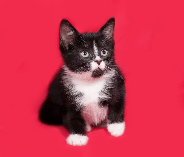 Zwart-wit kitten spelen op rood — Stockfoto
