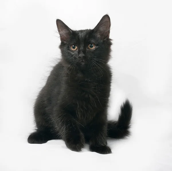 Negro esponjoso gatito sentado en gris —  Fotos de Stock