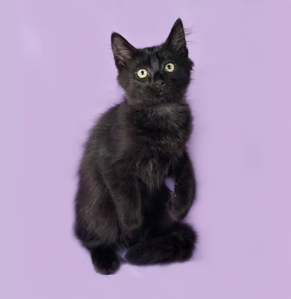 Chaton pelucheux noir assis sur lilas — Photo