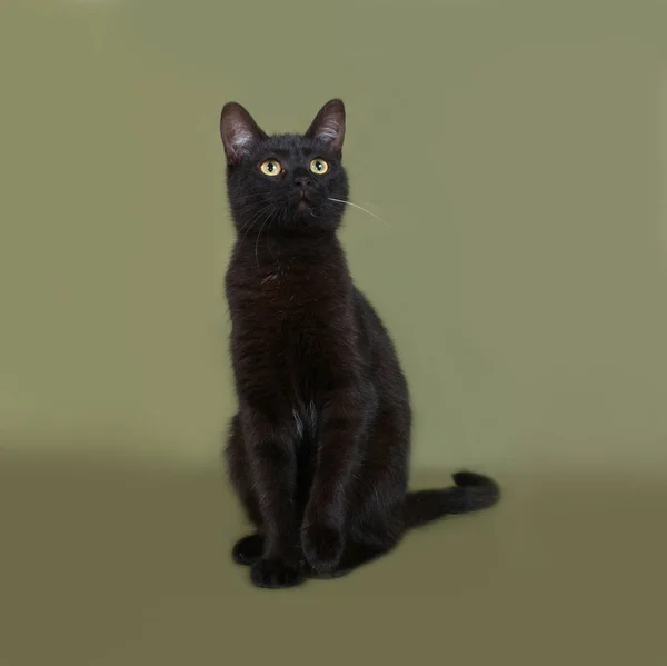 Μαύρη γάτα κάθεται στο πράσινο — Φωτογραφία Αρχείου