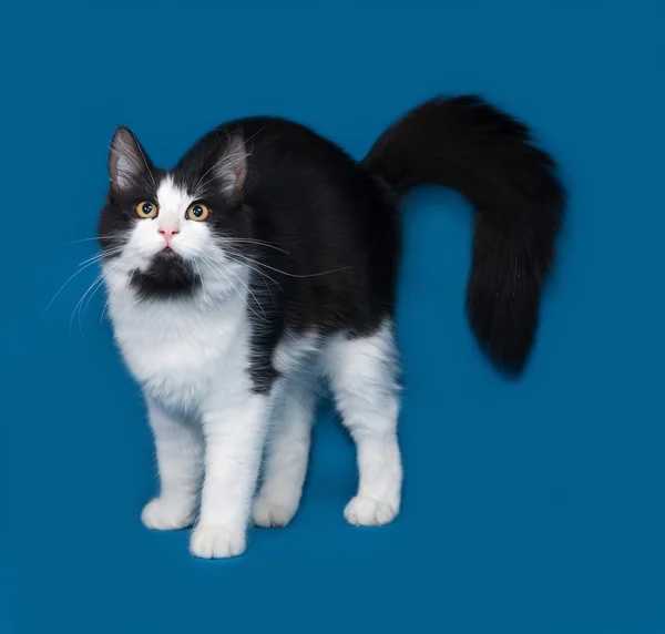 Fluffy black and white cat standing on blue — Stock Photo, Image