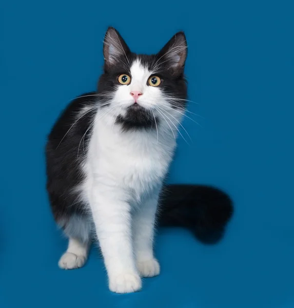 Fluffy black and white cat sitting on blue — Stock Photo, Image