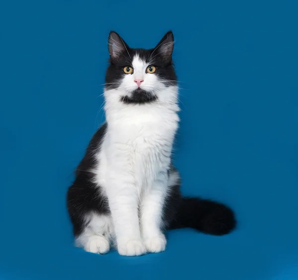 Fluffy black and white cat sitting on blue — Stock Photo, Image