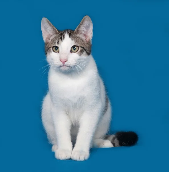 Mavi üzerinde oturan beyaz ve Gri kedi yavrusu — Stok fotoğraf