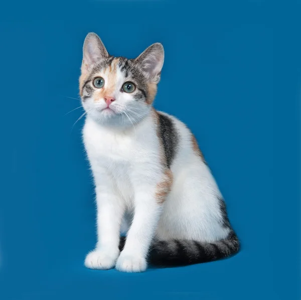 Tricolor kitten sitting on blue — Stock Photo, Image