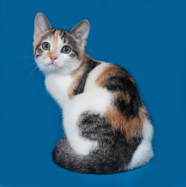 Τρίχρωμη γατάκι, κάθεται στο μπλε — Φωτογραφία Αρχείου