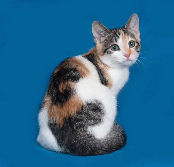 Tricolor kattunge sitter på blå — Stockfoto