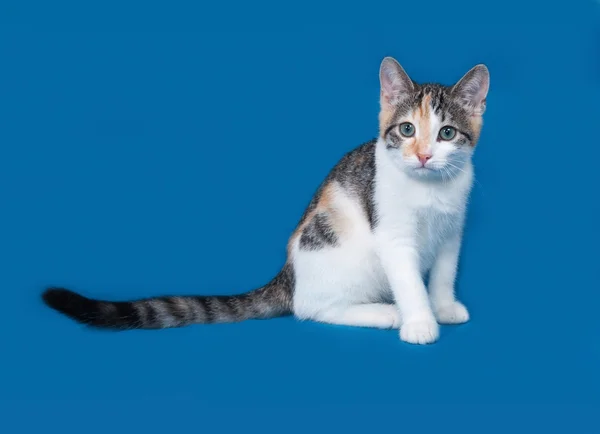 Трехцветный котенок сидит на голубом — стоковое фото