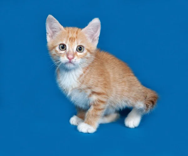 Gatito rojo y blanco sentado en azul — Foto de Stock