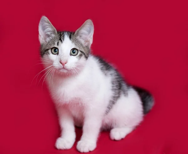 Kırmızı üzerinde oturan şeritli ve beyaz yavru kedi — Stok fotoğraf