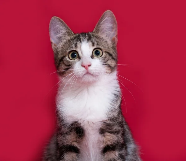 Striped and white kitten sitting on red — Stock Photo, Image