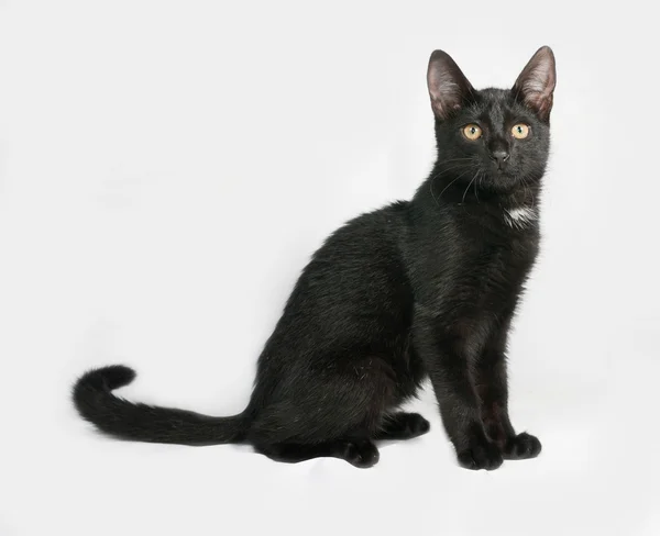Czarno-biały puszysty kotek siedzi na szaro — Zdjęcie stockowe