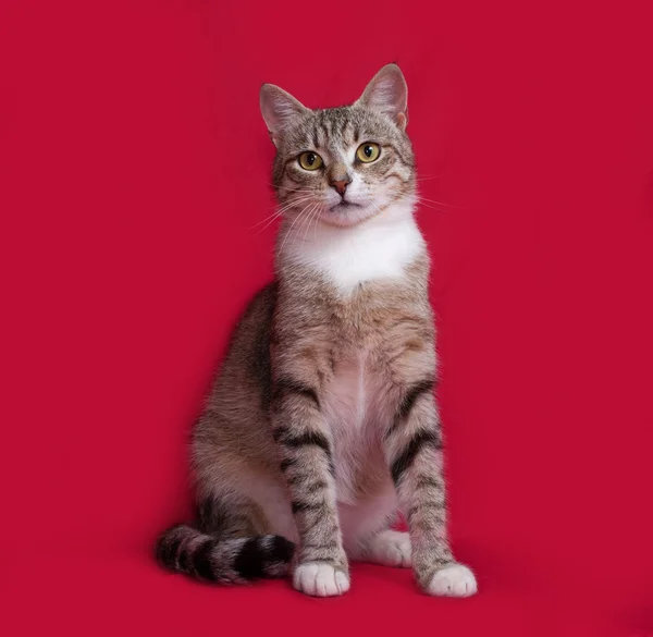 Tricolor gato sentado en rojo — Foto de Stock