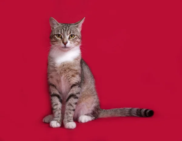 Tricolor Katze sitzt auf rot — Stockfoto