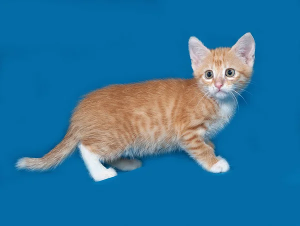 Красный и белый котенок стоит на синем — стоковое фото