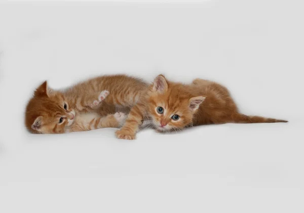 Two fighting red kitten on gray — Stock Photo, Image