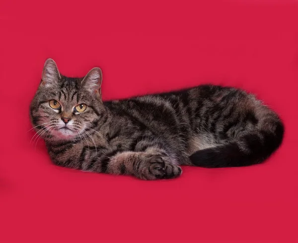 Striped cat lying on red — Stock Photo, Image