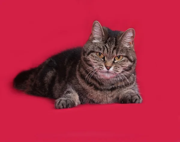 Gestreepte kat liggend op rood — Stockfoto