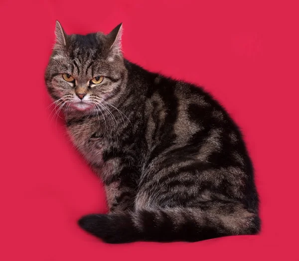 Striped cat sitting on red — Stock Photo, Image