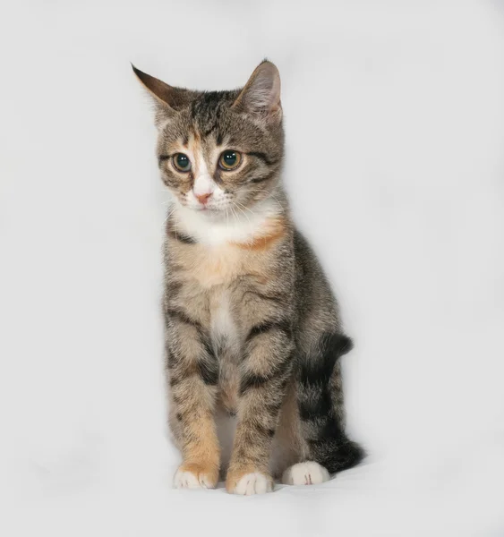 Gatito tricolor sentado en gris — Foto de Stock