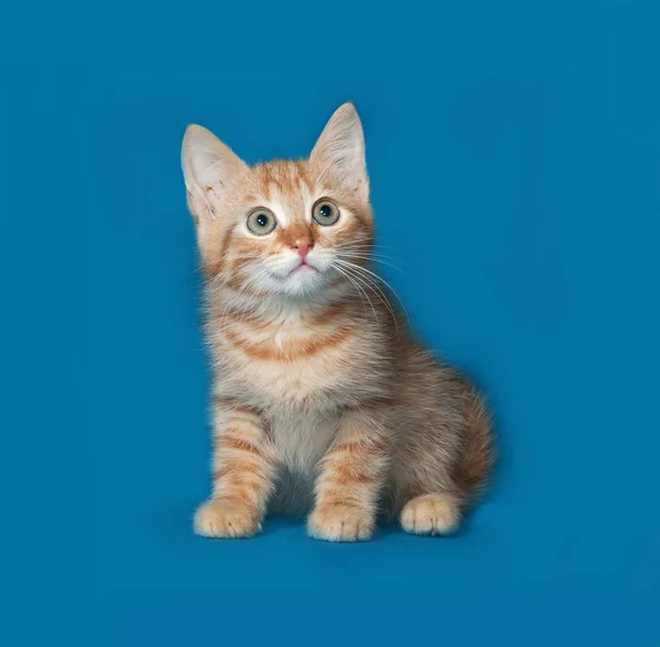 Красный и белый котенок сидит на синем фоне — стоковое фото