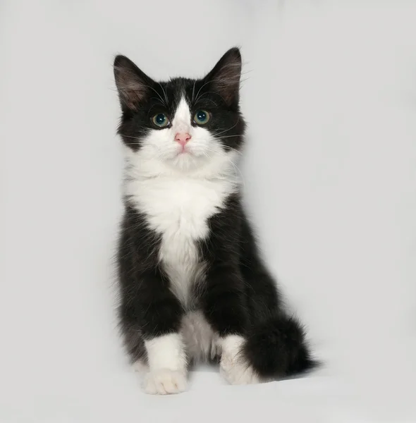 Negro y blanco esponjoso gatito se sienta en gris — Foto de Stock