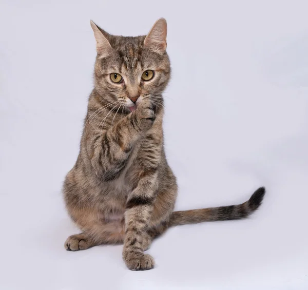 Tricolor gestreepte kat, zittend op grijs — Stockfoto