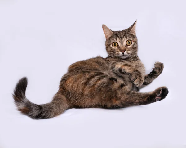 Tricolor striped cat lies on gray — Stock Photo, Image