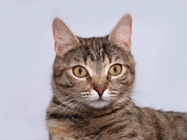 Tricolor gestreepte kat, zittend op grijs — Stockfoto